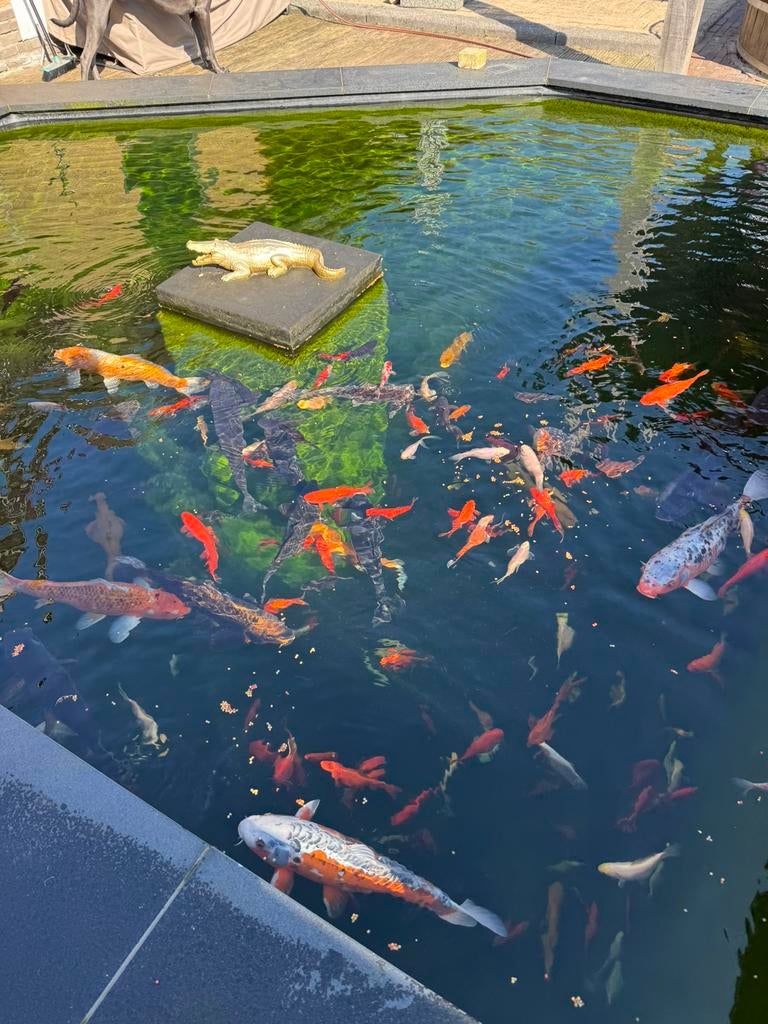 Koi karpers meerdere te koop, Karper of Koi