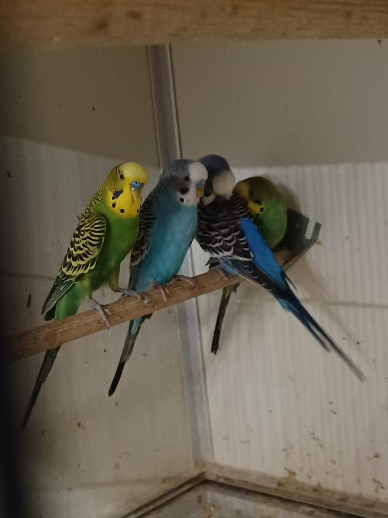 Diverse Grasparkieten, Meerdere dieren, Parkiet