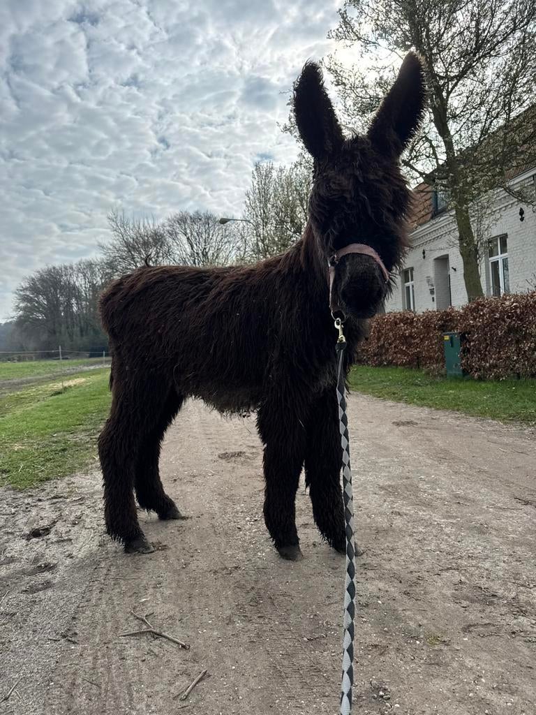 kleinere poitou ezel hengst, Dieren en Toebehoren, Overige Dieren, Juli, Mannelijk