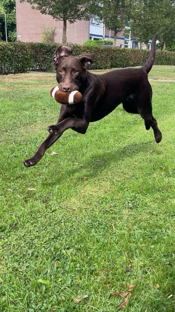 Tekoop  LABRADOR, Dieren en Toebehoren, Reu, 1 tot 2 jaar, Parvo, Eén hond