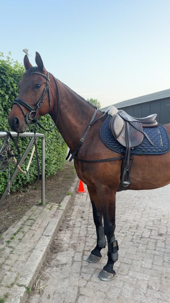 Recreatie paard kwpn  ruin te koop, Dieren en Toebehoren, Paarden, Ruin, Recreatiepaard