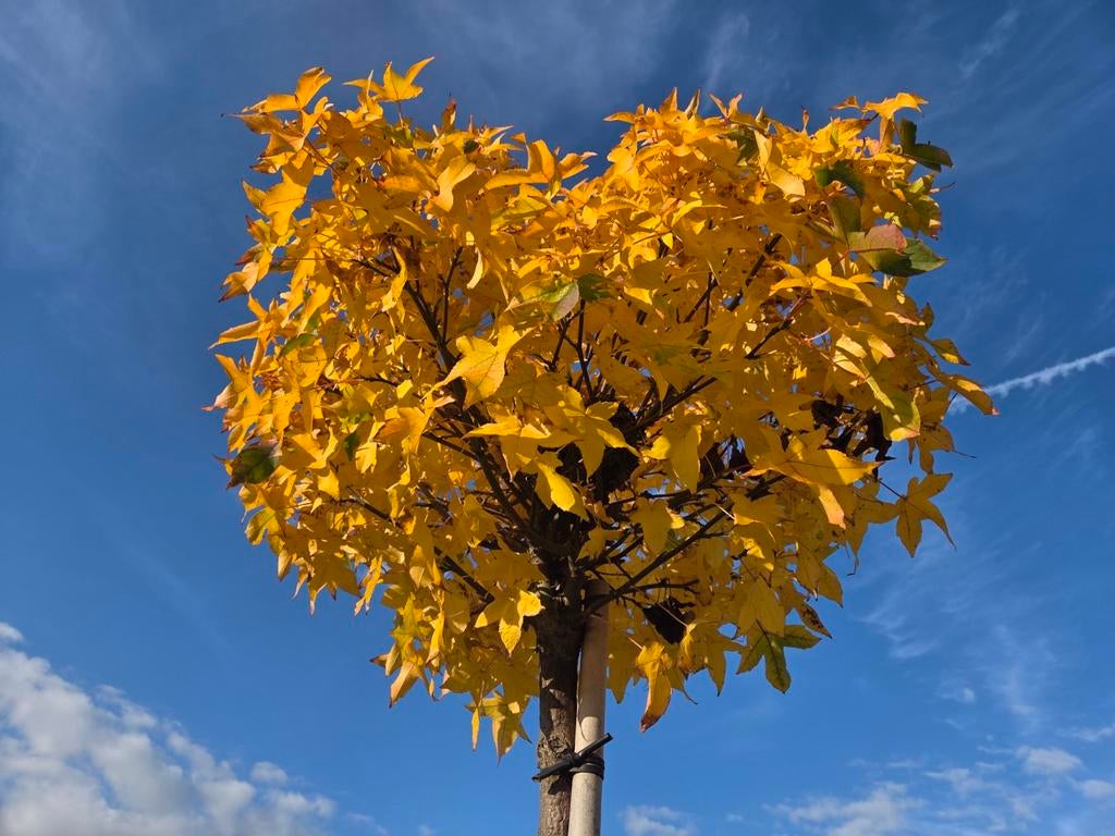 Bol amberboom Liquidambar gumbal, Tuin en Terras, Planten | Bomen, Ophalen, Volle zon, 100 tot 250 cm