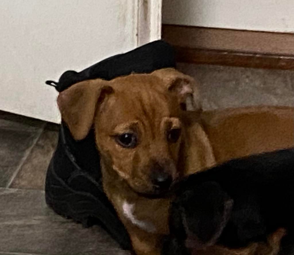 Te koop jack tussel pup s, Parvo, Jack Russell Terriër, Reu, 8 tot 15 weken