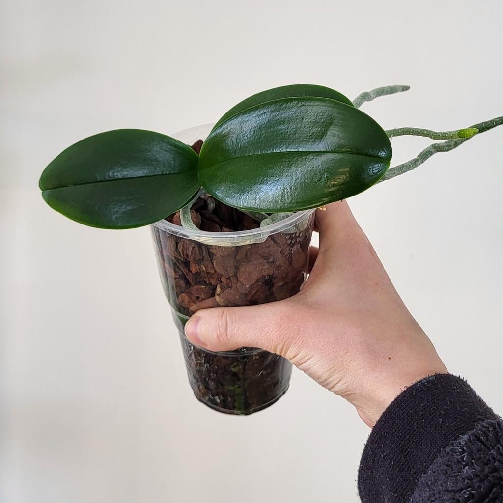 Orchidee, Huis en Inrichting, Kamerplanten, Minder dan 100 cm, Halfschaduw, Ophalen of Verzenden