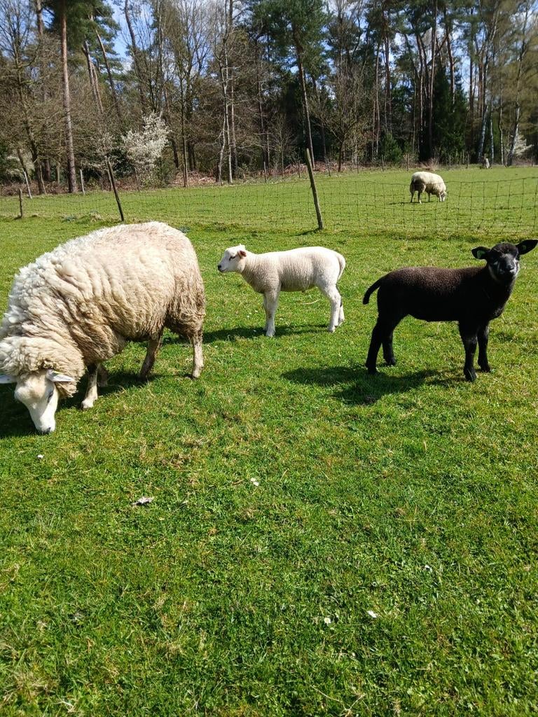 SWIFTER JAARLING MET 2 RAMLAMMEREN VAN TEXELAAR, Mannelijk, Schaap