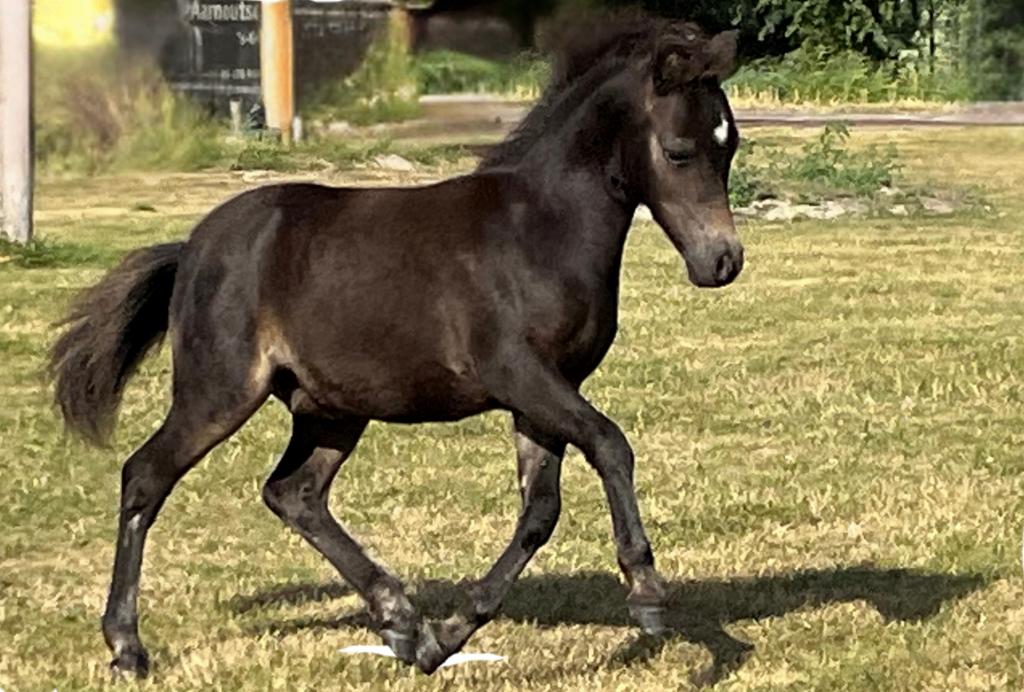Chique NMPRS hengstveulen/jaarling en 3 jarige valk merrie, Met stamboom, Niet van toepassing, 0 tot 2 jaar, Hengst