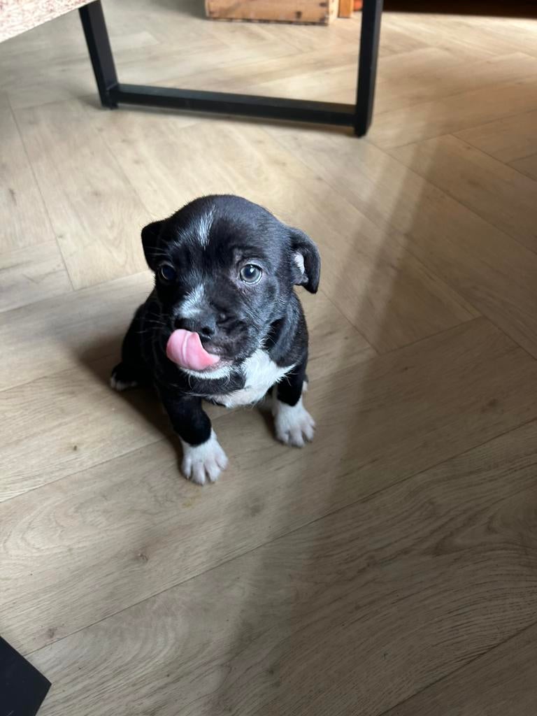 NewEnglish bulldog/toypoedel x chihuahua pups nu 8 weken oud, Parvo, 8 tot 15 weken, Meerdere, Nederland