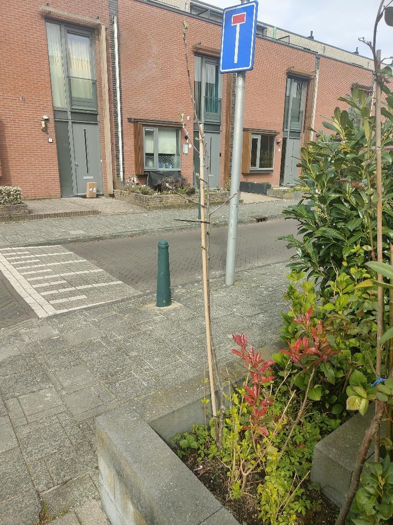 apple boom, Tuin en Terras, Planten | Bomen, Herfst, Overige soorten, 100 tot 250 cm, Ophalen