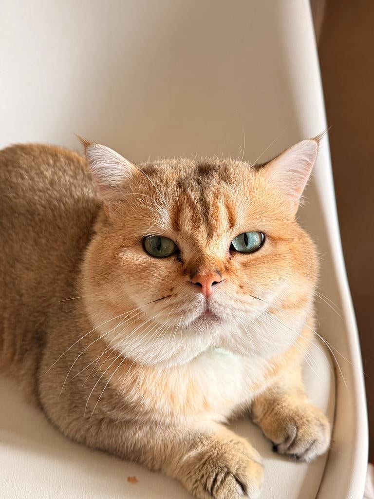 2 lieve Britse Korthaar katten zoeken nieuw thuis, Dieren en Toebehoren, Katten en Kittens | Raskatten | Korthaar, Kater