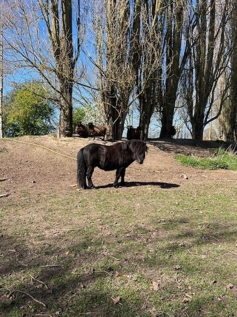Prachtige lieve, speelse shetland pony, Hengst, Niet van toepassing, A pony (tot 1.17m), 3 tot 6 jaar