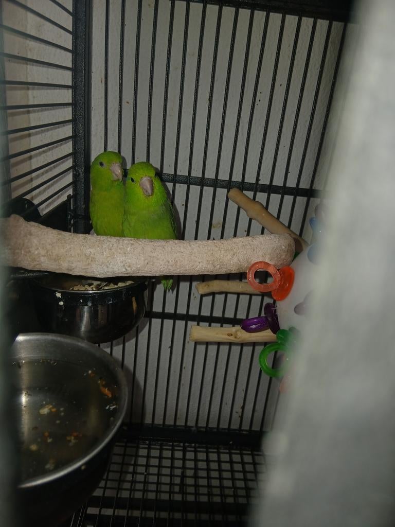 Jong Koppel forpussen / muspapegaai, Meerdere dieren, Dwergpapegaai of Agapornis, Geringd