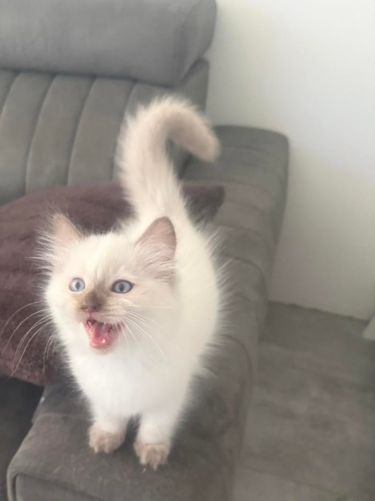 Laatste ragdoll kitten met stamboom. Cinnamon dragers, Meerdere dieren, Met stamboom, 0 tot 2 jaar