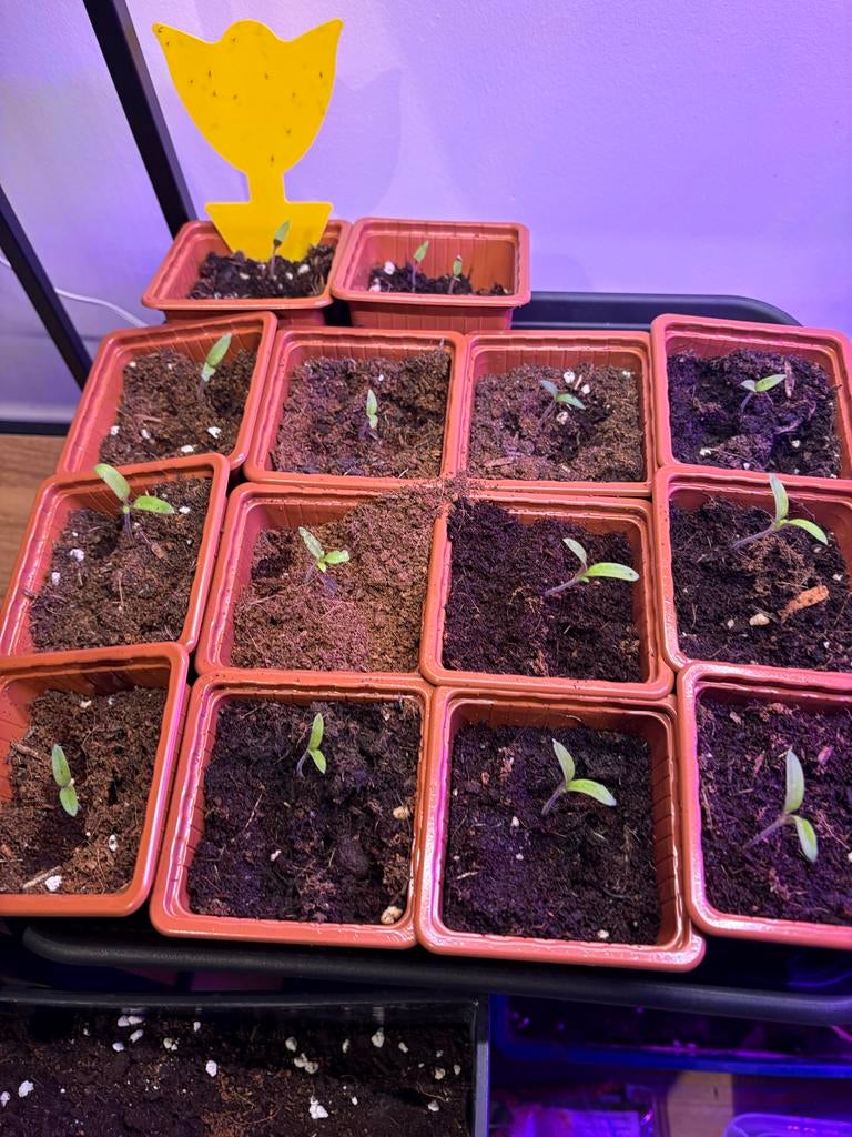 Groente en bloemenzaailingen: tomaat, goudsbloem, paprika, Tuin en Terras, Planten | Tuinplanten, Ophalen of Verzenden, Eenjarig