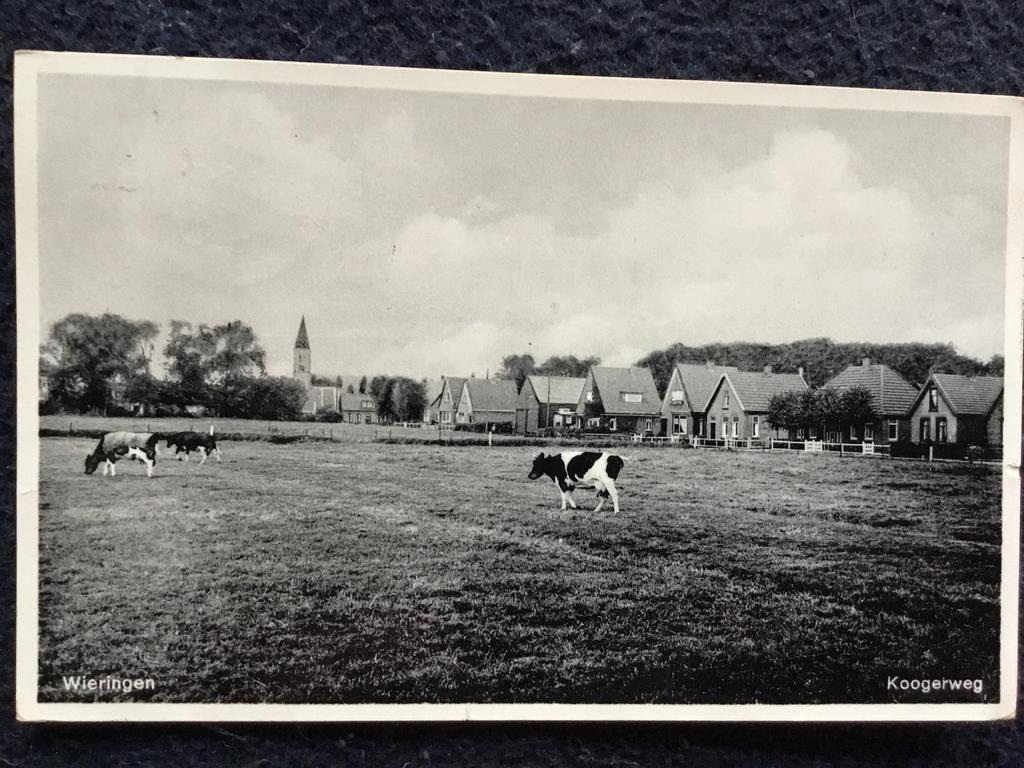 Oude ansichtkaart Wieringen Koogerweg met koeien, Ophalen of Verzenden, 1920 tot 1940, Gelopen, Noord-Holland