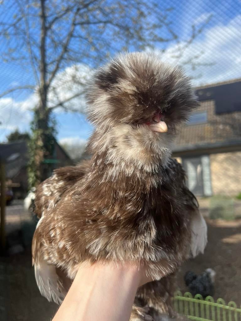 Broedeieren choco mottled USA zijdehoen(der), Meerdere dieren, Kip