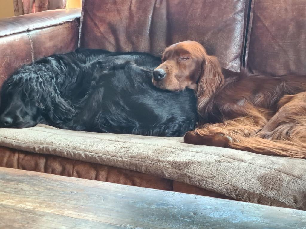 Ierse Setter pups, 8 tot 15 weken, Meerdere, Meerdere dieren, Setter