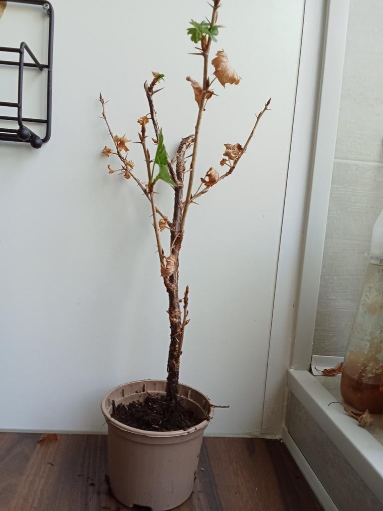Kruisbes en colakruid, Tuin en Terras, Planten | Bomen, Ophalen, Volle zon, Overige soorten, Minder dan 100 cm