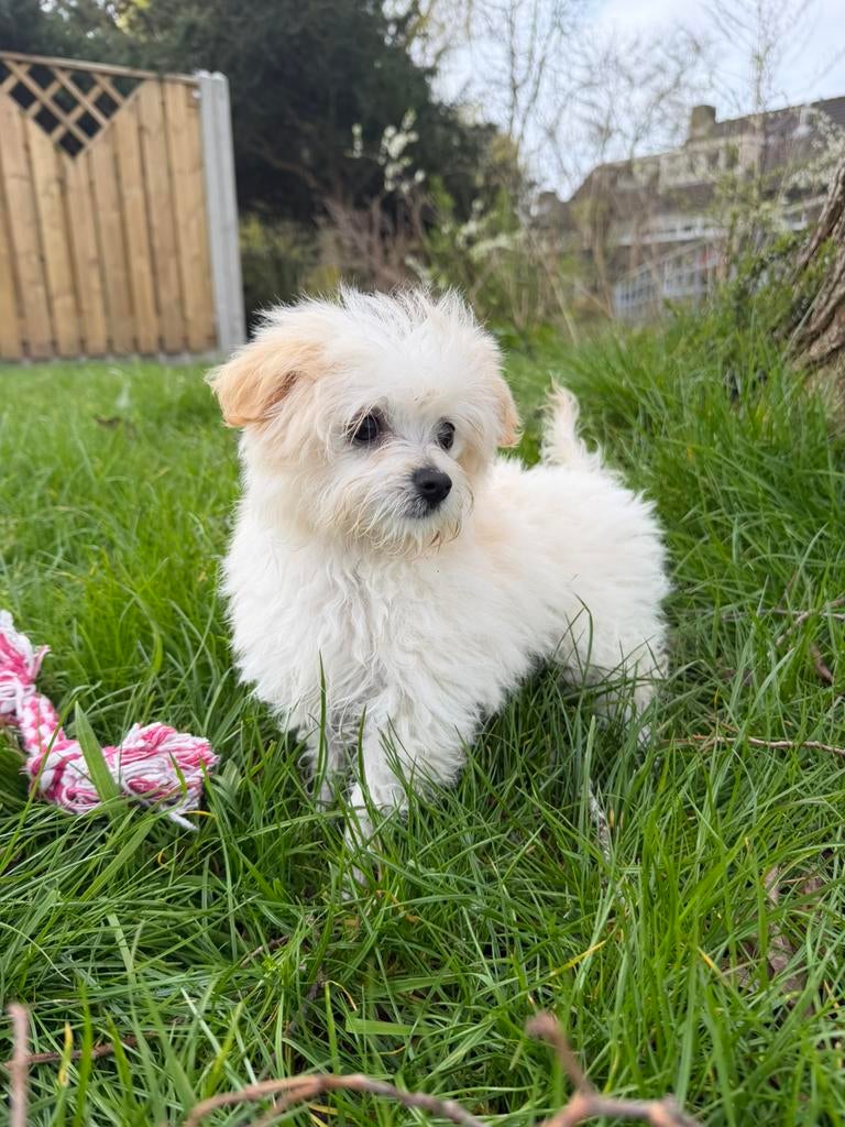 Prachtige Maltipoo pup (teefje)️, Dieren en Toebehoren, Parvo, Particulier, Overige rassen, 8 tot 15 weken