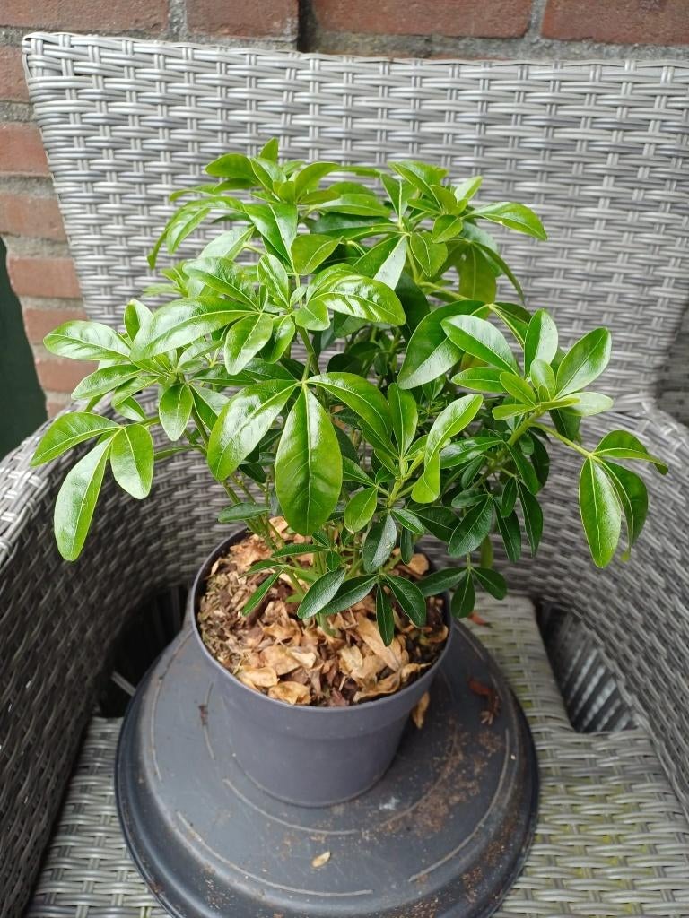 Choisya (Choisya ternata), Tuin en Terras, Planten | Tuinplanten, Ophalen, Overige soorten, Volle zon