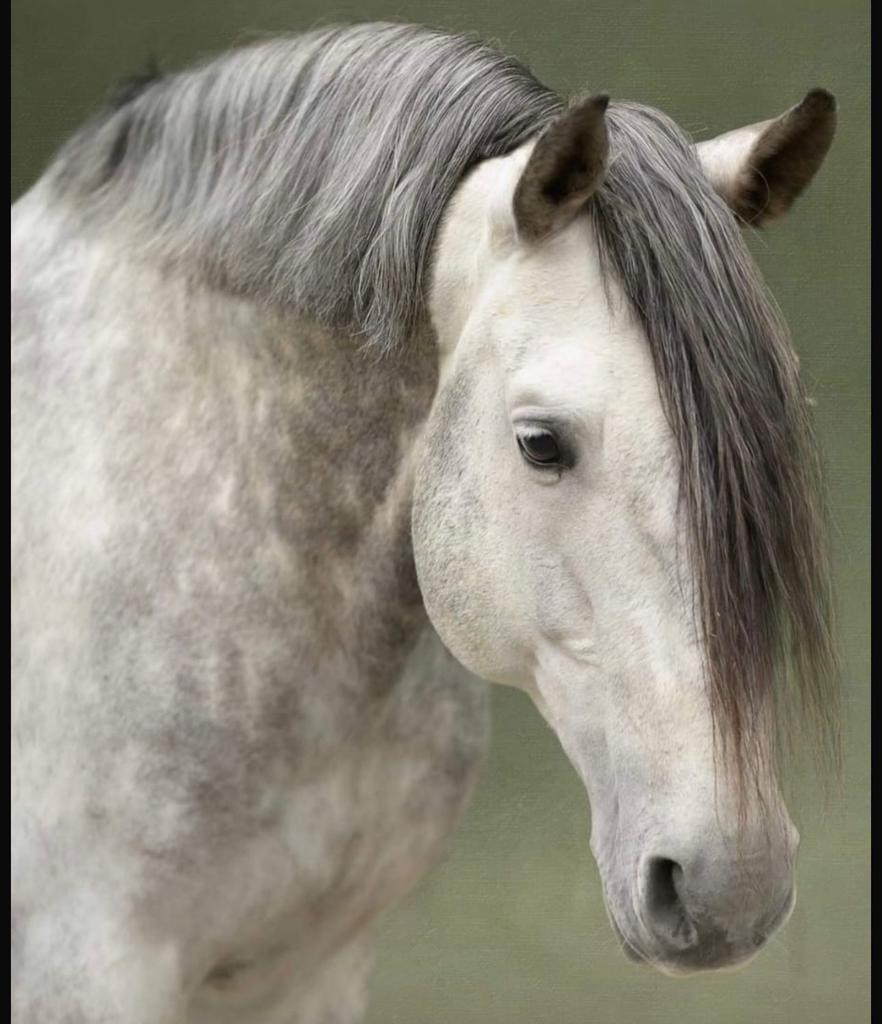 Knappe 13 jarige pre, Dieren en Toebehoren, Paarden, Dressuurpaard, Hengst, L, 11 jaar of ouder