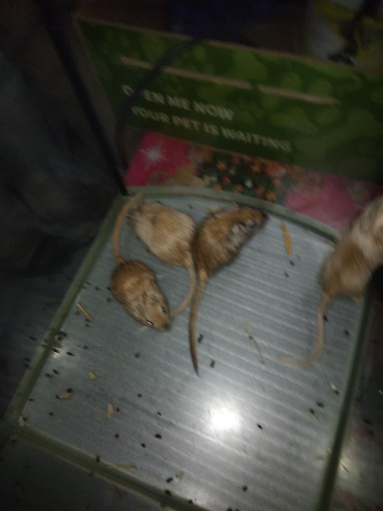 Gerbils, Ophalen of Verzenden, Zo goed als nieuw, Kooi, Minder dan 60 cm
