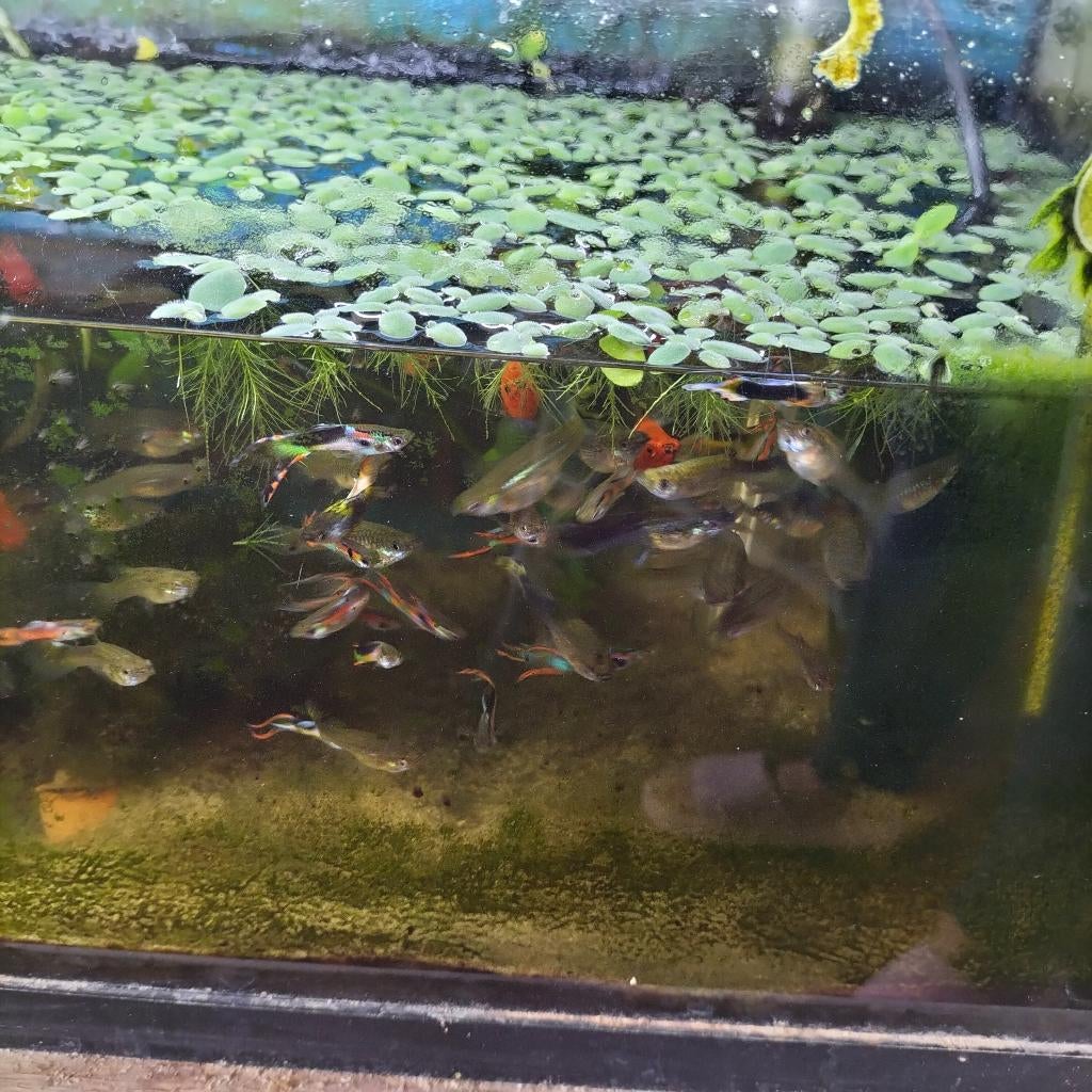 Endler guppy 10 voor 5€, Vis, Zoetwatervis, Schoolvis
