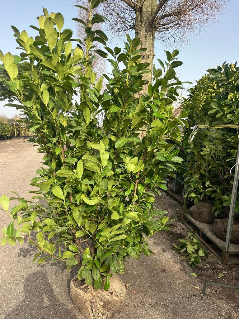 Mooie partij Laurier, Prunus Rotundifolia, hoog en vol, Ophalen of Verzenden, Laurier, Haag, 100 tot 250 cm