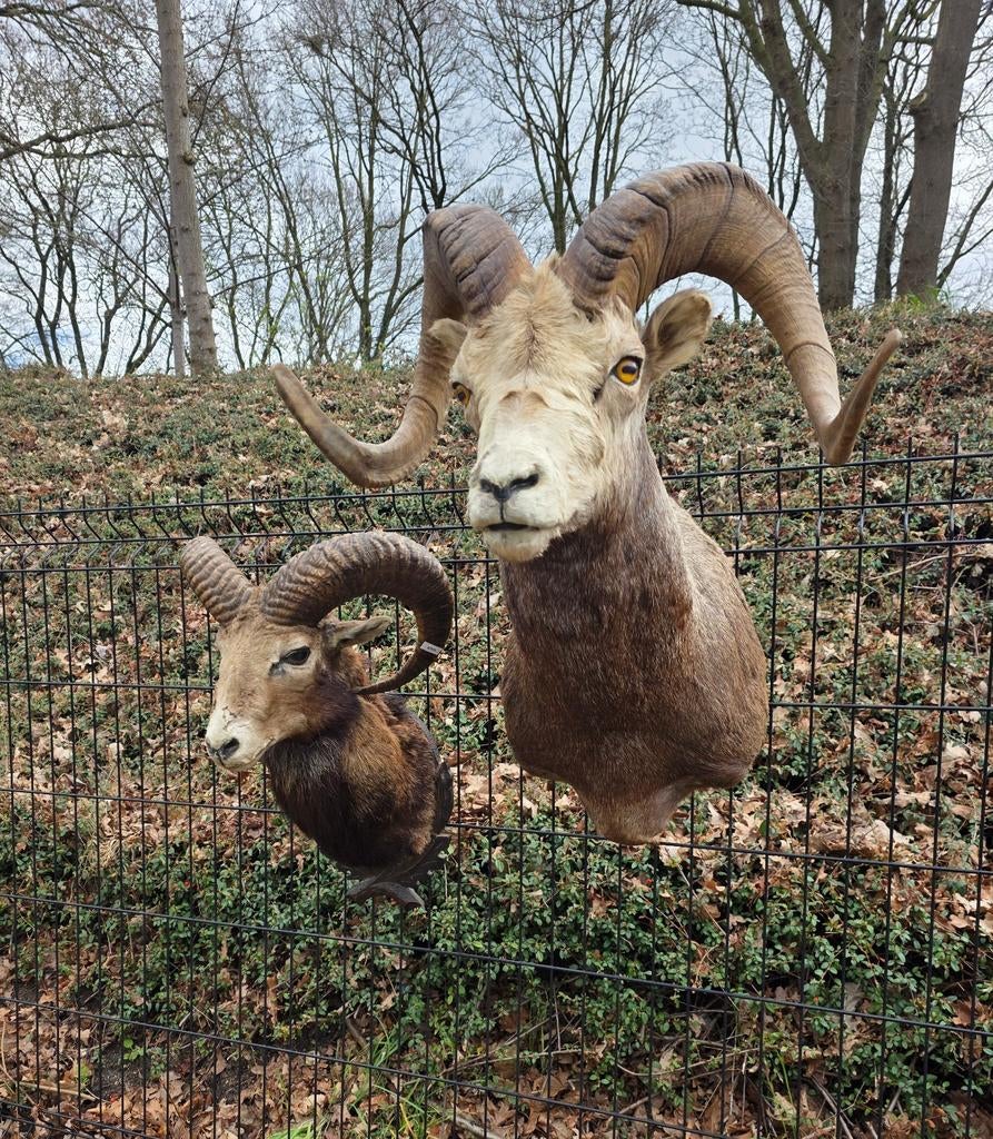 Opgezette stonesheep taxidermie opgezette dieren steen schaa, Verzamelen, Dierenverzamelingen, Ophalen of Verzenden, Zo goed als nieuw