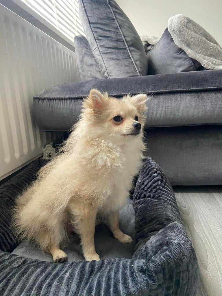 Lief en speels Pomeriaanse Chihuahua te koop, Parvo, 15 weken tot 1 jaar, Teef, Eén hond