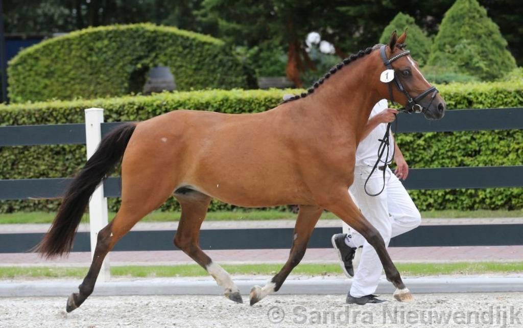 Meerdere zeer kwaliteitsvolle D ponys te koop!, Dieren en Toebehoren, Pony's, Met stamboom, Ruin, Springpony, Zadelmak