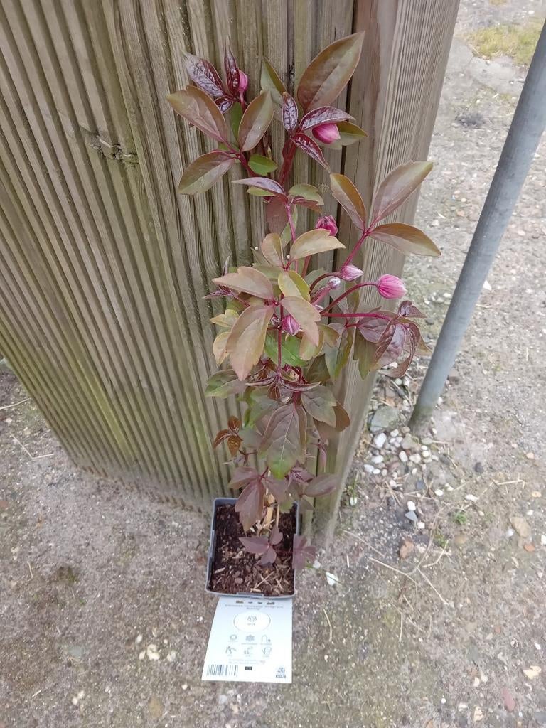 Klimplanten clematis, Ophalen of Verzenden, Eenjarig, Volle zon
