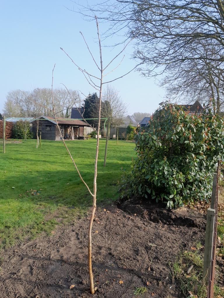 Kersenboom, Tuin en Terras, Ophalen of Verzenden, Bloeit niet, Halfschaduw, Overige soorten