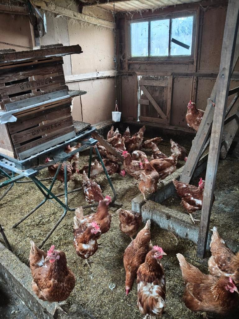 Pluimvee, Vrouwelijk, Kip