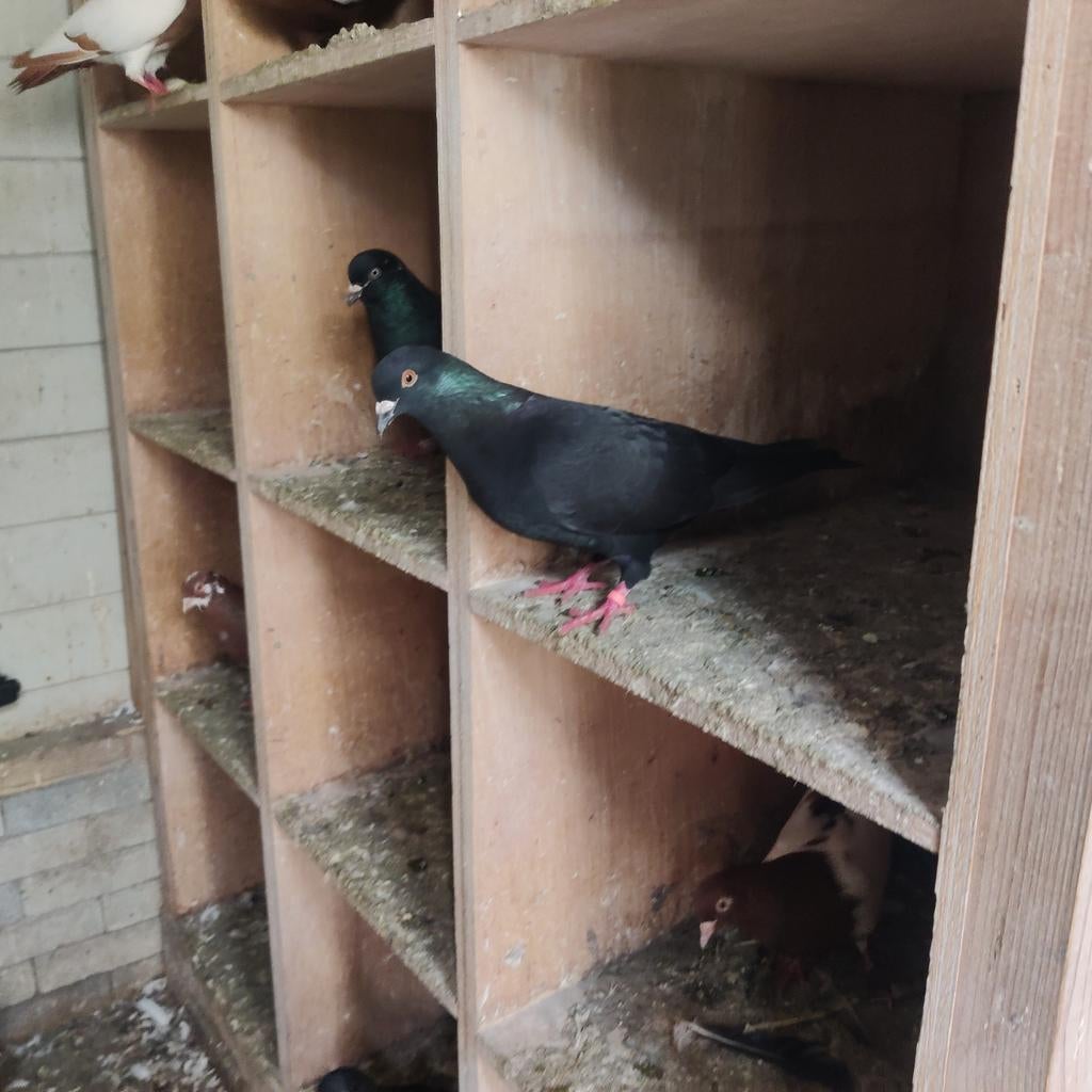 Zwarte Nederlandse Hoogvliet 2 stuks duivinnen, Meerdere dieren, Overige soorten