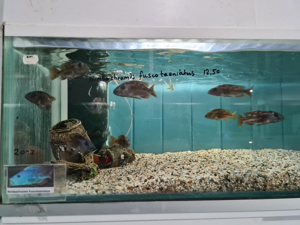 Nimbochromis Fuscotaeniatus Malawi Cichliden, Vis, Zoetwatervis