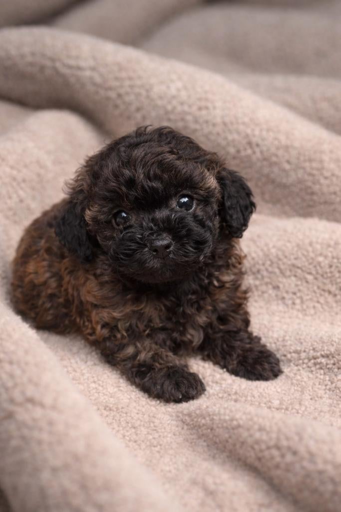 Prachtige Maltipoo pups te koop, Dieren en Toebehoren, HCC (leverziekte), Overige rassen, 8 tot 15 weken, Meerdere