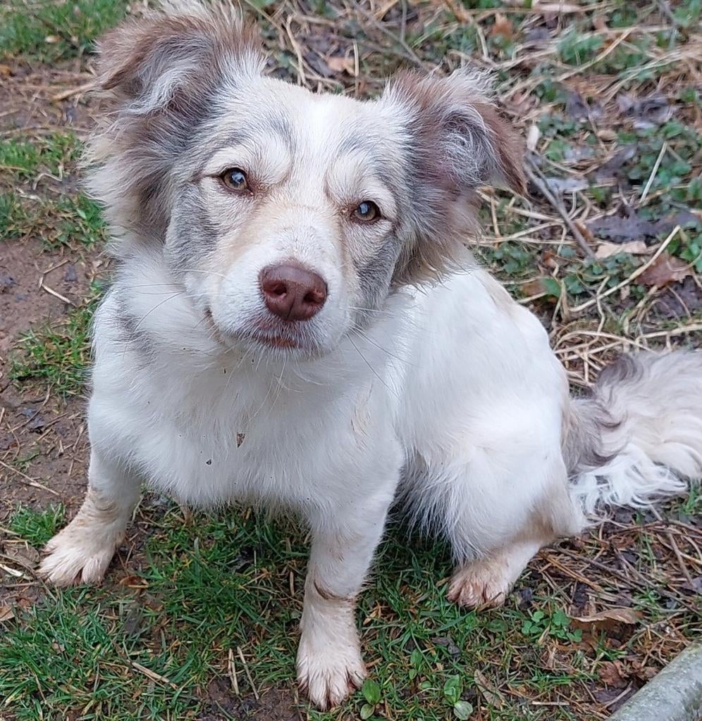 Masja is ter adoptie!, Dieren en Toebehoren, Honden | Niet-rashonden, Handelaar, 1 tot 2 jaar, Buitenland, Teef