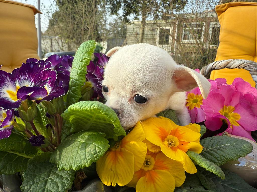 Schattige Chihuahua pups te koop – 2 reutjes ,, Dieren en Toebehoren, 8 tot 15 weken, Meerdere, Meerdere dieren, Chihuahua