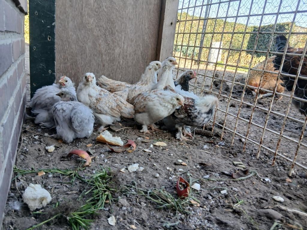 Te koop kuikens Faverolles en Conchins, Dieren en Toebehoren, Pluimvee, Meerdere dieren, Kip