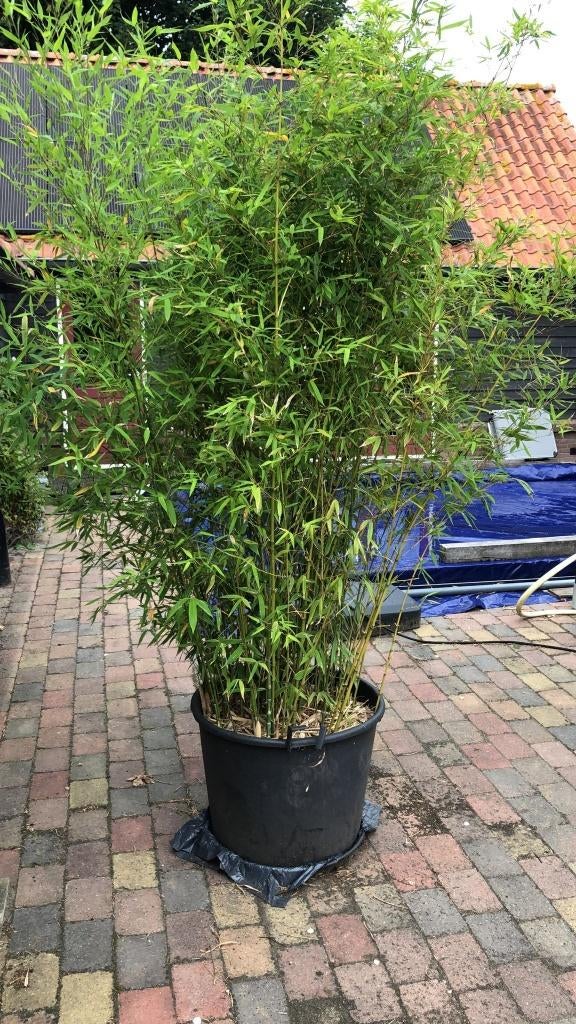 bamboe planten voor tuin- haag-bos-balkon -vogel volière, Tuin en Terras, Planten | Tuinplanten, Ophalen, Bloeit niet, Overige soorten