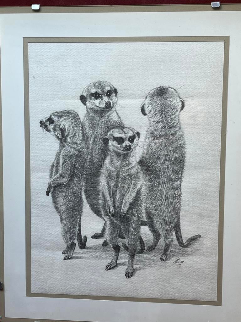 Potloodtekening stokstaartjes, Ophalen of Verzenden