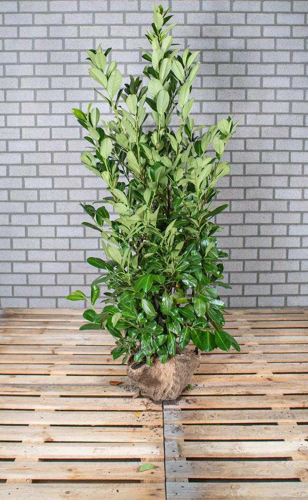 Prunus - Laurier - Diverse maten - Rotundifolia - Novita, Vaste plant, Bloeit niet, Halfschaduw, Ophalen