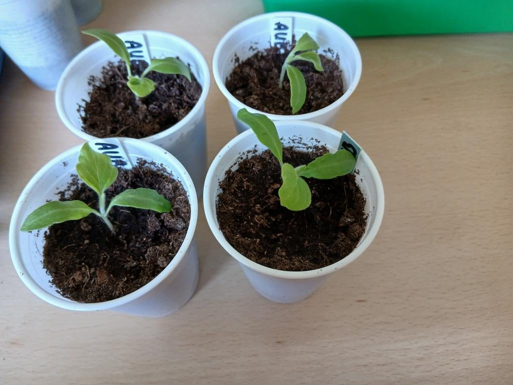 Biologische aubergine plantjes - zelf gekweekt, Tuin en Terras, Planten | Tuinplanten, Ophalen, Volle zon, Groenteplanten, Eenjarig