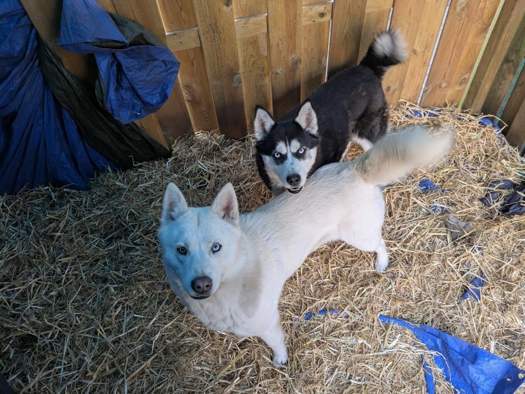 2 Siberische Husky teefjes samen te koop, Overige rassen, CDV (hondenziekte), 1 tot 2 jaar, Teef