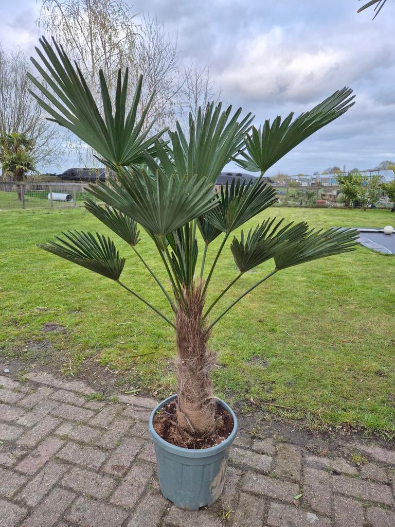 Palm, Trachycarpus WAGNERIANUS, winterhard, Ophalen of Verzenden, Gehele jaar, Volle zon