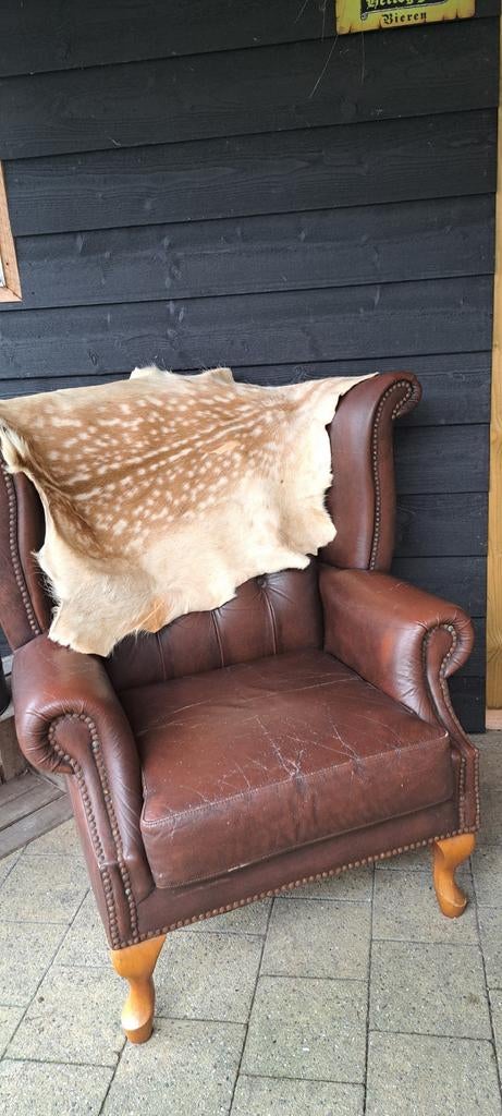 Prachtige Damhert Vacht - Decoratief en Uniek, Ophalen of Verzenden, Zo goed als nieuw