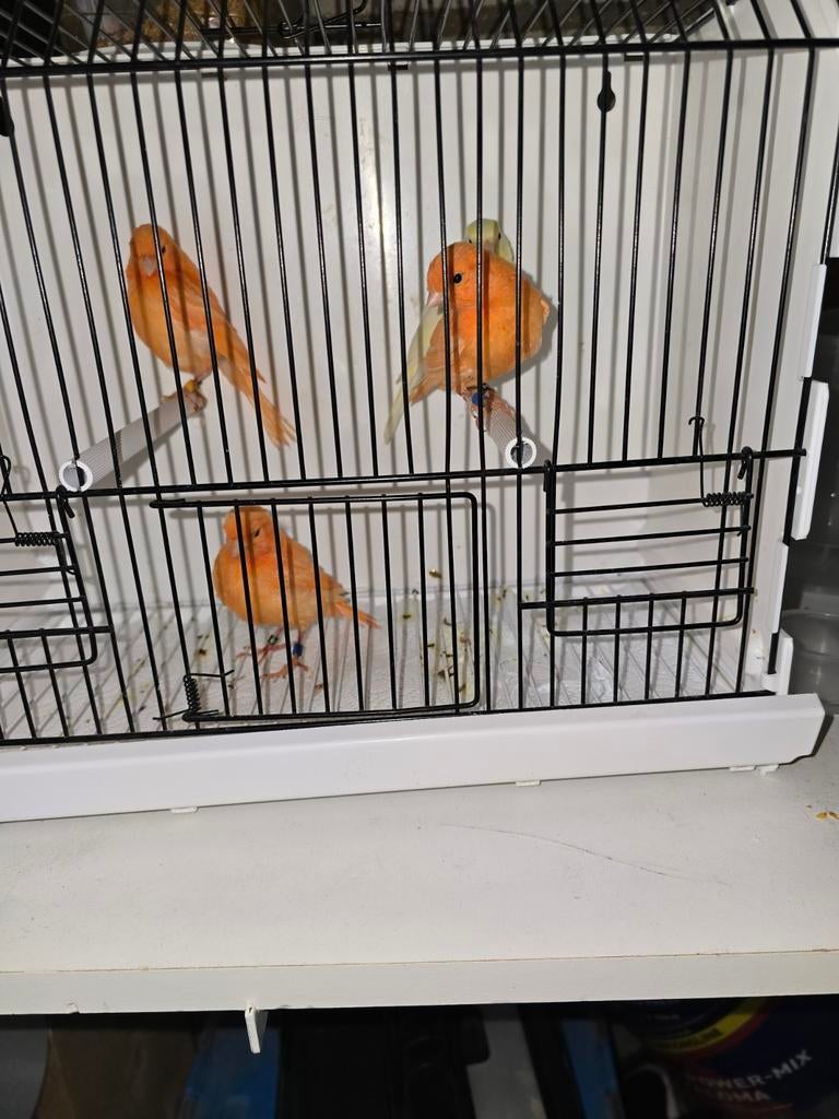 3 jonge kanariepoppen te koop, Vrouwelijk, Kleurkanarie