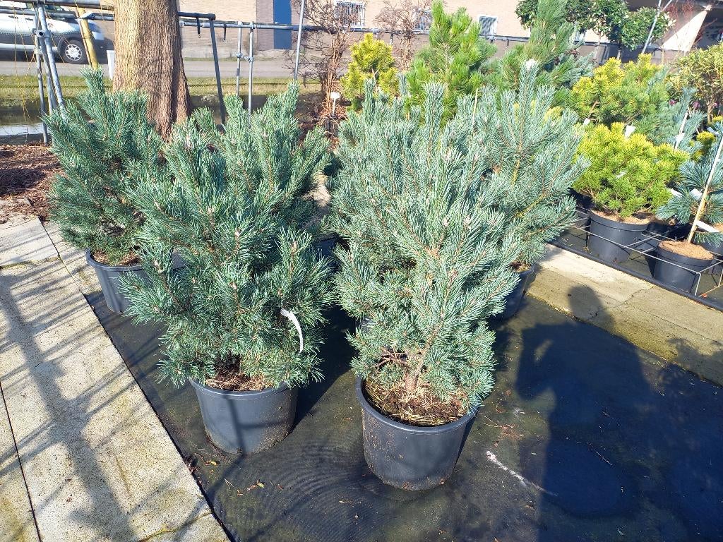 Pinus meerder soorten, Bloeit niet, Overige soorten, Ophalen, Volle zon