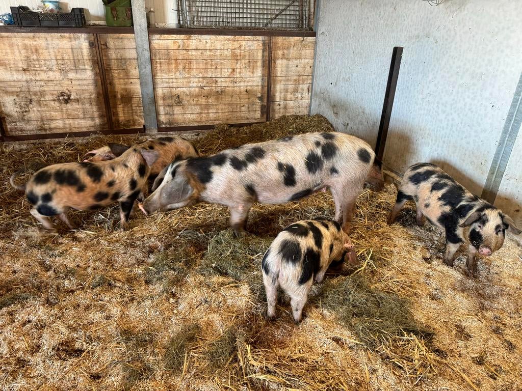 Bonte bentheimer zeug met biggen, Dieren en Toebehoren, Schapen, Geiten en Varkens, Vrouwelijk, Varken