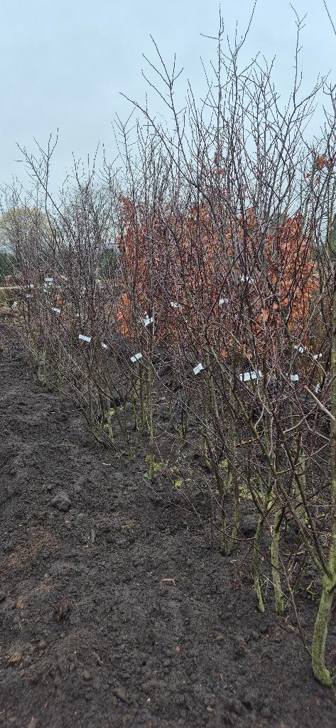 Prunus cerasifera ‘Nigra`, Tuin en Terras, Planten | Bomen, Bloeit niet, Overige soorten, 100 tot 250 cm, Ophalen